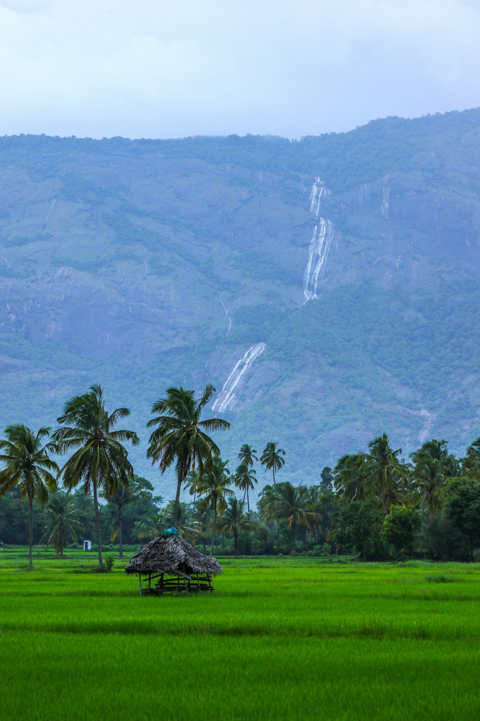 sreehari-devadas-ooAFvQKgJz8-unsplash.jpg